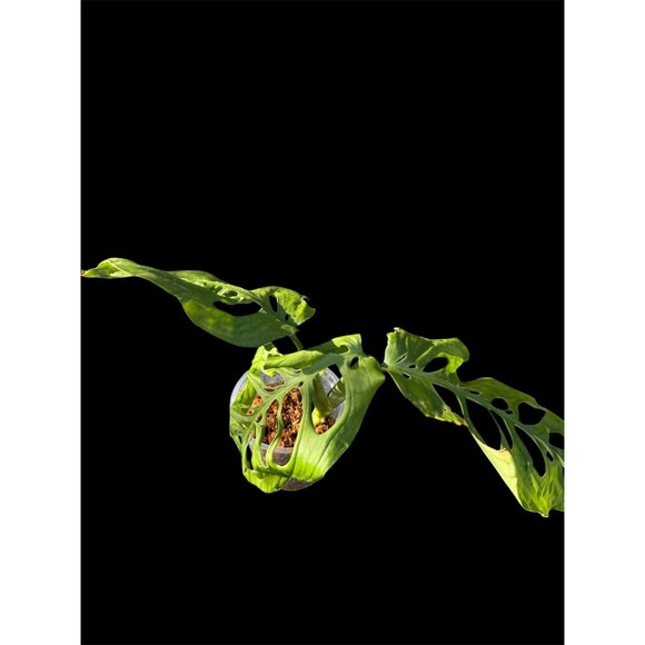 Monstera Esqueleto Top Cutting, Exact Plant Ships Nationwide - Picture 2 of 4